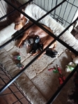 Chiweenie puppies