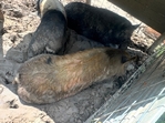 Kune kune pigs