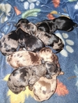Ckc long haired miniature dachshund