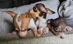 CHIWEENIE  CUTE  PUPPIES 7 WEEKS OLD