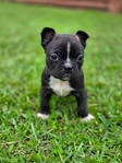 50/50 Frenchtons