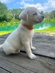 Cream White English Labrador Retriever Puppies