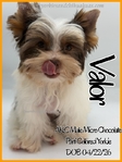 Breathtaking AKC Male Yorkies