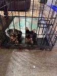 CKC Registered Yorkie Puppies for Sale