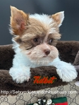 AKC  Stunning  Male Micro Yorkies