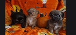 Long-haired Teacup Chihuahua Puppies