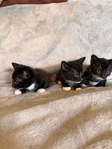 Kittens for sale