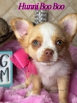 AKC Longcoat Applehead Chihuahuas