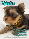AKC Micro Male Chocolate Parti & Chocolate & Tan Yorkies