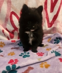 Pomeranian Puppies
