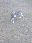 Huskies puppies