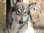wolves for sale