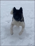 2year old American Akita. Female.