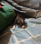 Chihuahua puppies
