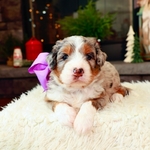 Free Bernedoodle to Guardian Home