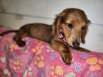 Dachshunds Mini Long-Haired Price Reduced
