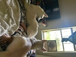 White German Shepherd & Lab/Shepherd