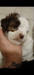 Beautiful Toy Shi-Poo Puppies