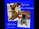 AKC XTiny Male Chihuahuas