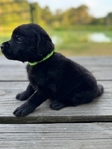 Yellow and Black English Labrador Puppies