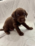 Chocolate Lab Puppies!