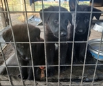 German Shepherd Puppies