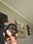 Ckc registered long-haired miniature dachshunds