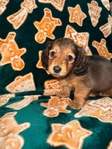 Mini Longhair Dachshund Puppy