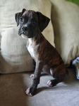 Boxer Puppies