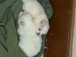 CKC Pomeranian pups for sale