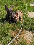 French Bulldog Puppies/Dogs