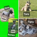 CKC MINI SCHNAUZERS