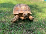 African Sulcata Tortoise Babies