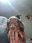 Ckc long-haired miniature dachshunds