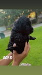 Double Doodle Puppies