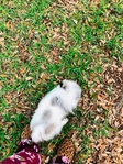 Pomeranian Male Teddy Bear Pom puppies Merle Blue White