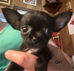 AKC Chihuahuas ready 10/1/25
