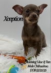 Absolutelt Stunning Male Lilac & Tan Chihuahua