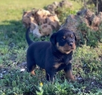 Special little Rottweiler puppies
