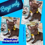 AKC Gorgeous Applehead Chihuahuas