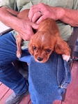 King Charles Cavalier
