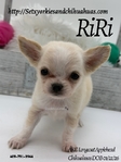 AKC Applehead Longcoat Chihuahuas