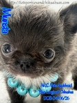 AKC Beautiful Blue Male Applehead Longcoat Chihuahua