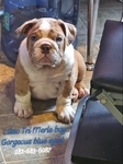 Lilac Tri Blue-eyed Merle English Bulldog