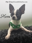 AKC Registered Male Applehead Chihuahuas