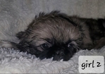Pekingese Puppies