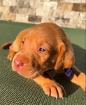 Fox Red Labrador Dudleys