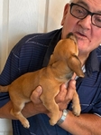 dachshund puppy