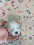 Shih-Tzu puppies
