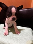 Frenchston Puppies